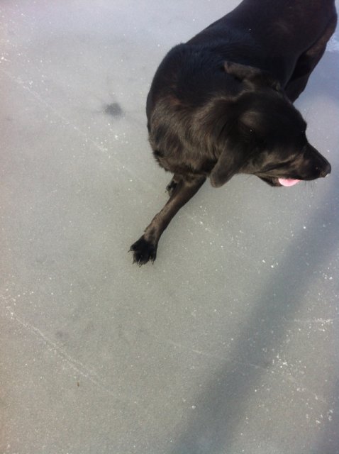 SATURDAY ICE SKATING ON THE POND WITH THE DOG